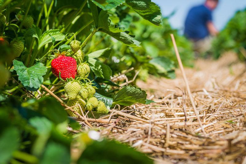 agro campo fresas