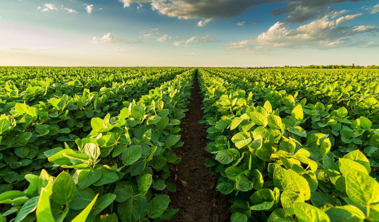 calidad y seguridad alimentaria